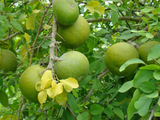 Vilva